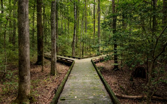 Fork in a path in the woods