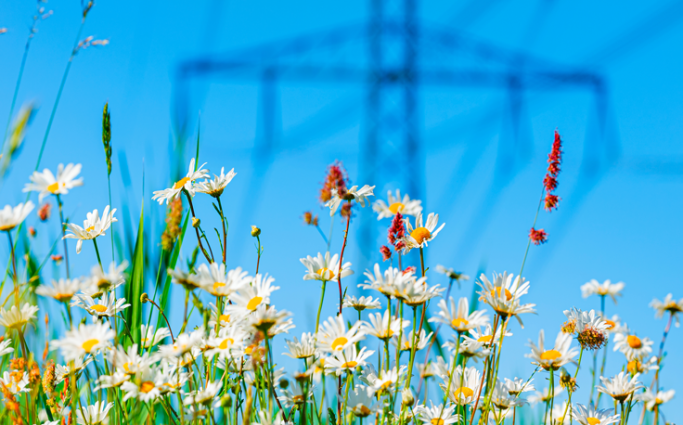 Flower field and electricity transmission tower