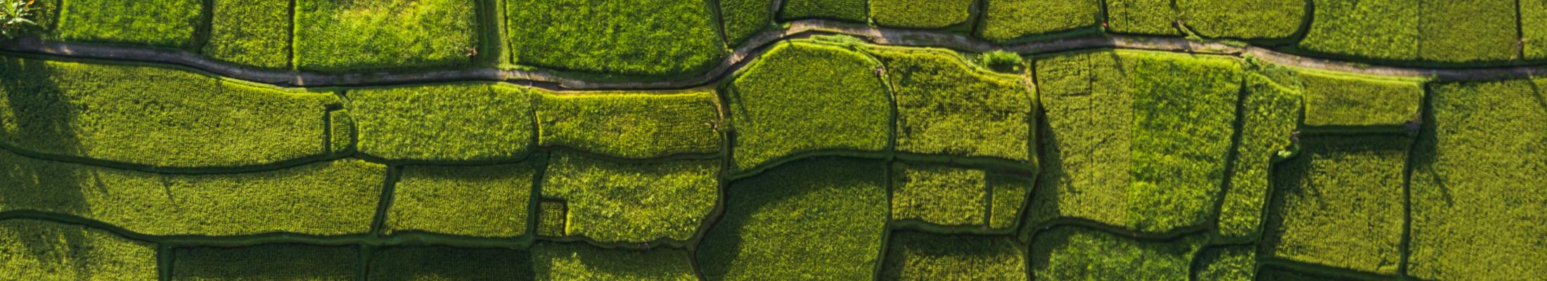 green fields