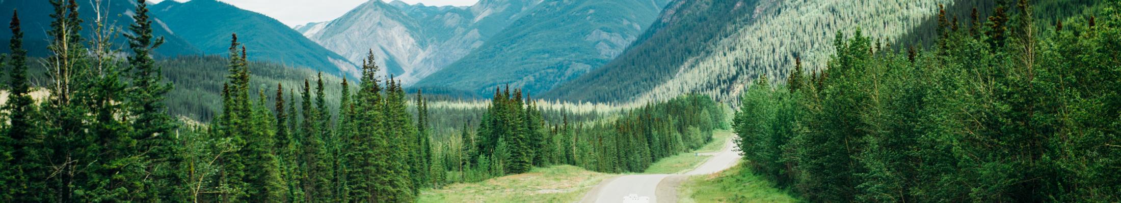 Mountain Road Lined with Trees