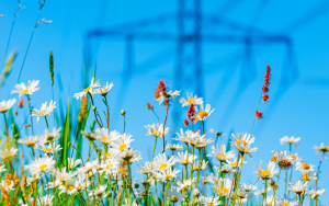 Flower field and electricity transmission tower